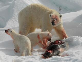 Самые опасные животные