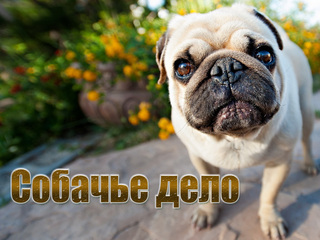 Собачье дело