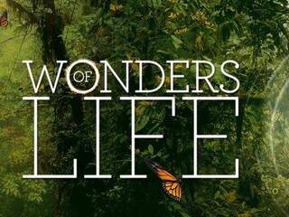 Чудеса жизни