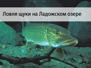 Ловля щуки на Ладожском озере