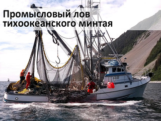 Промысловый лов тихоокеанского минтая