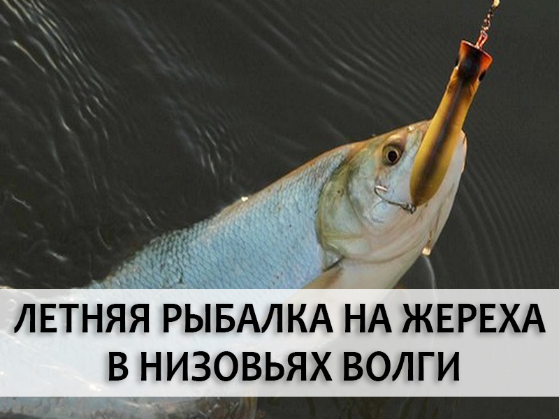 Летняя рыбалка на жереха в низовьях Волги