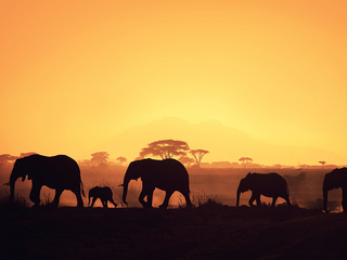 Удивительная природа Африки