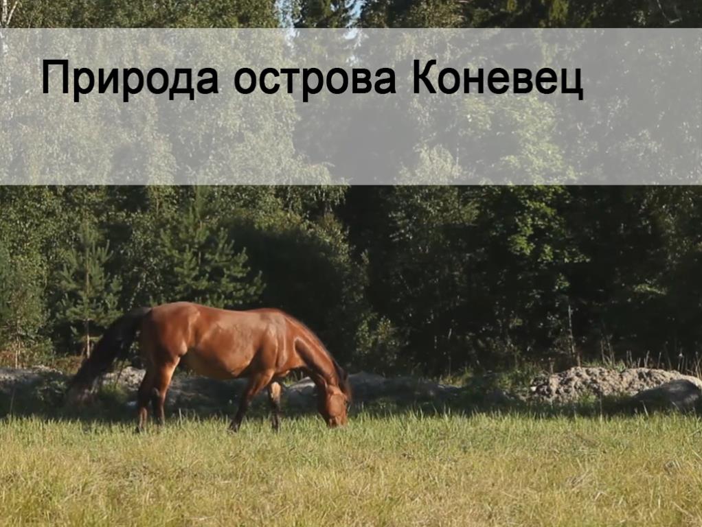 Природа острова Коневец