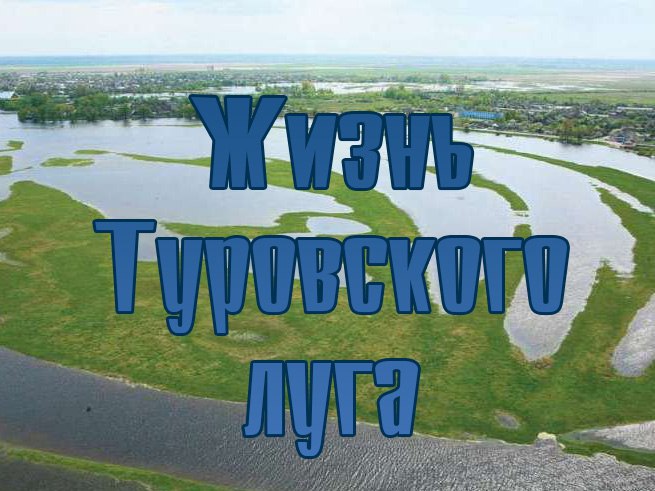 Жизнь Туровского луга