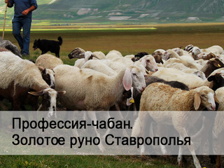 Профессия - чабан. Золотое руно Ставрополья