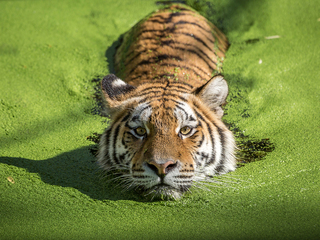 Дикие животные