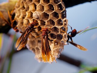 Микромонстры с Дэвидом Аттенборо