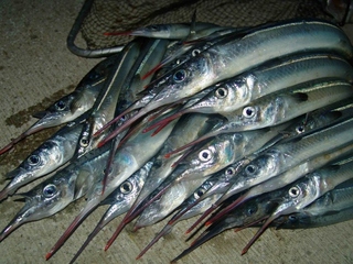 Ловля саргана в Чёрном море