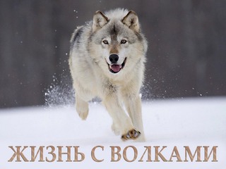 Жизнь с волками
