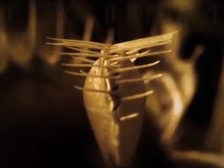 Тёмная сторона растений