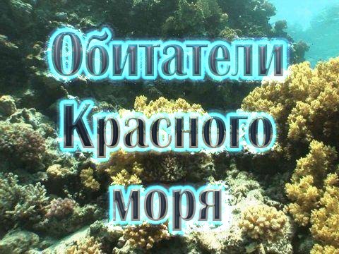 Обитатели Красного моря