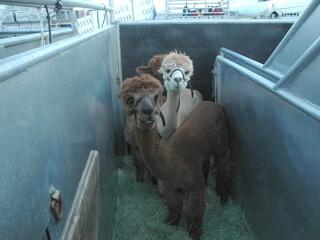 Особая доставка