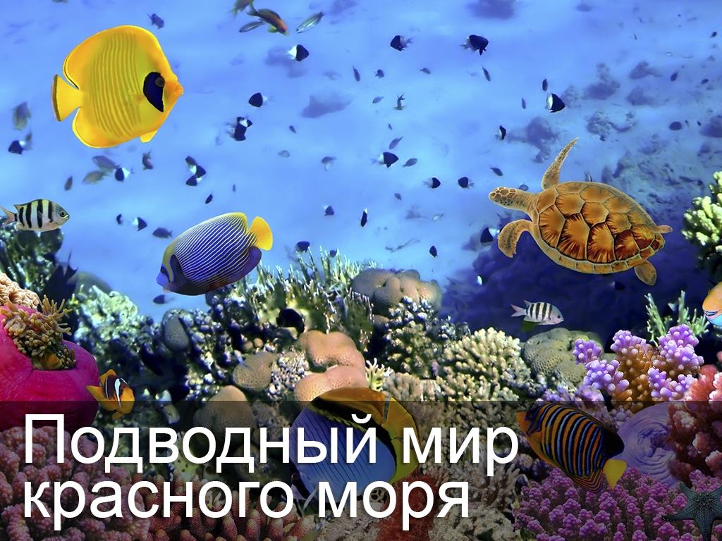 Подводный мир Красного моря