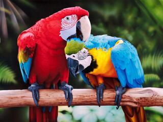 Планета попугаев