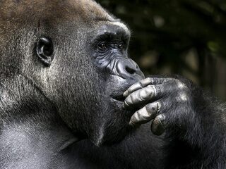 Чудеса животного мира