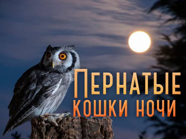 Пернатые кошки ночи