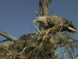 Покорители неба