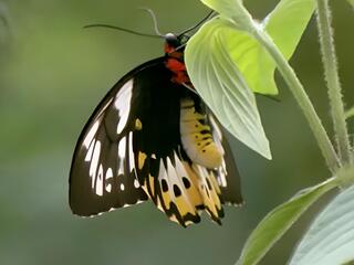 Таємниці природи