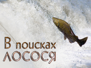 В поисках лосося