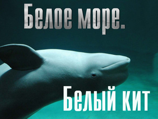 Белое море. Белый кит
