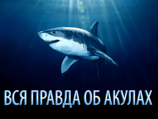 Вся правда об акулах