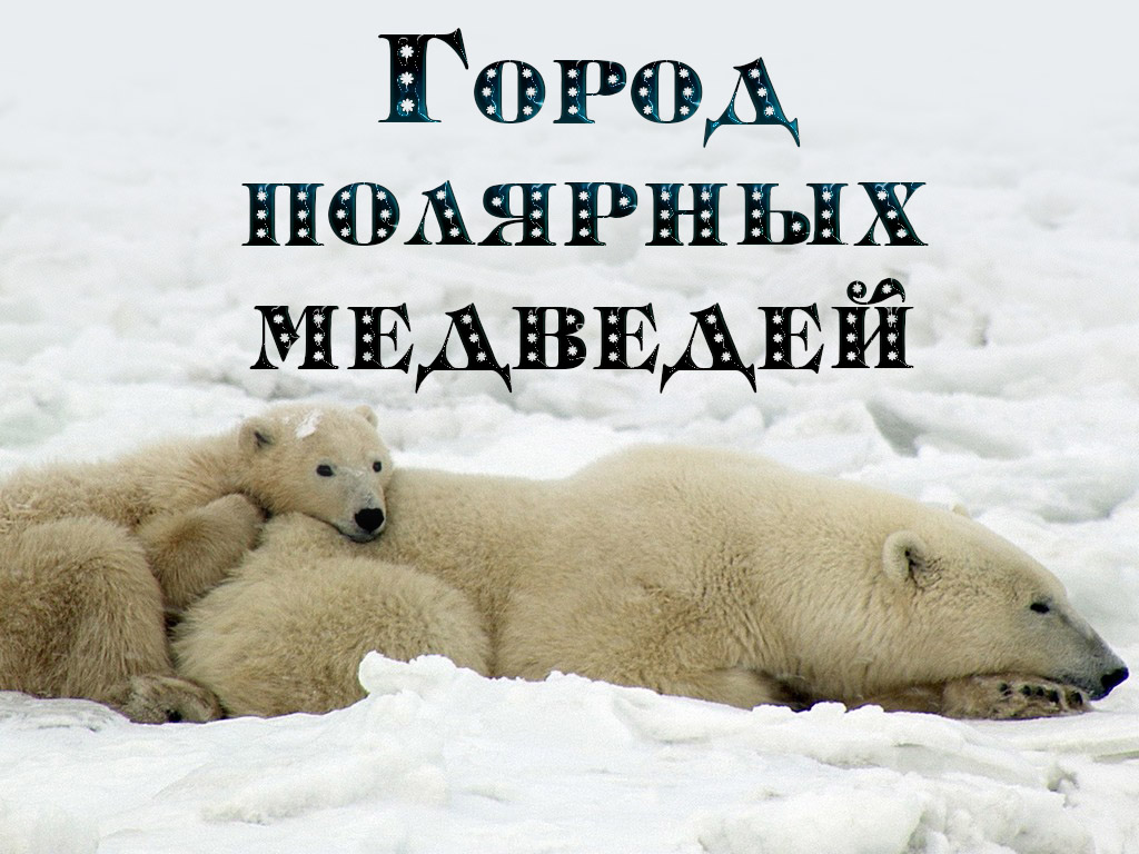 Город полярных медведей