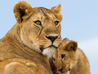 Заботливые мамы