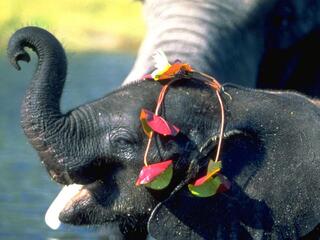 Приключения слона