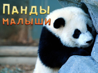 Панды-малыши