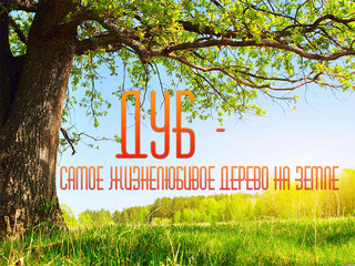 Дуб - искусство выживания