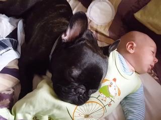 Забавные животные