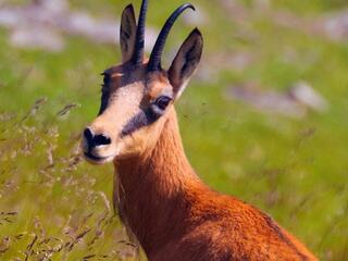 Заповедный Дагестан