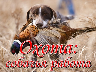 Охота: собачья работа