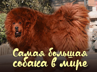 Самая большая собака в мире