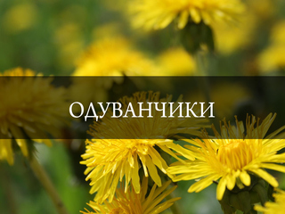 Одуванчики