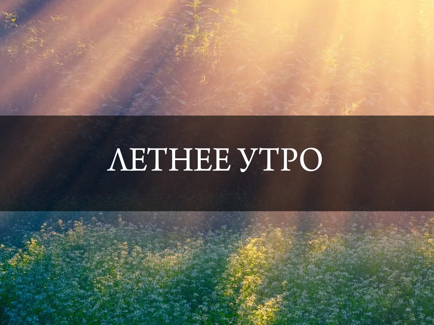 Летнее утро