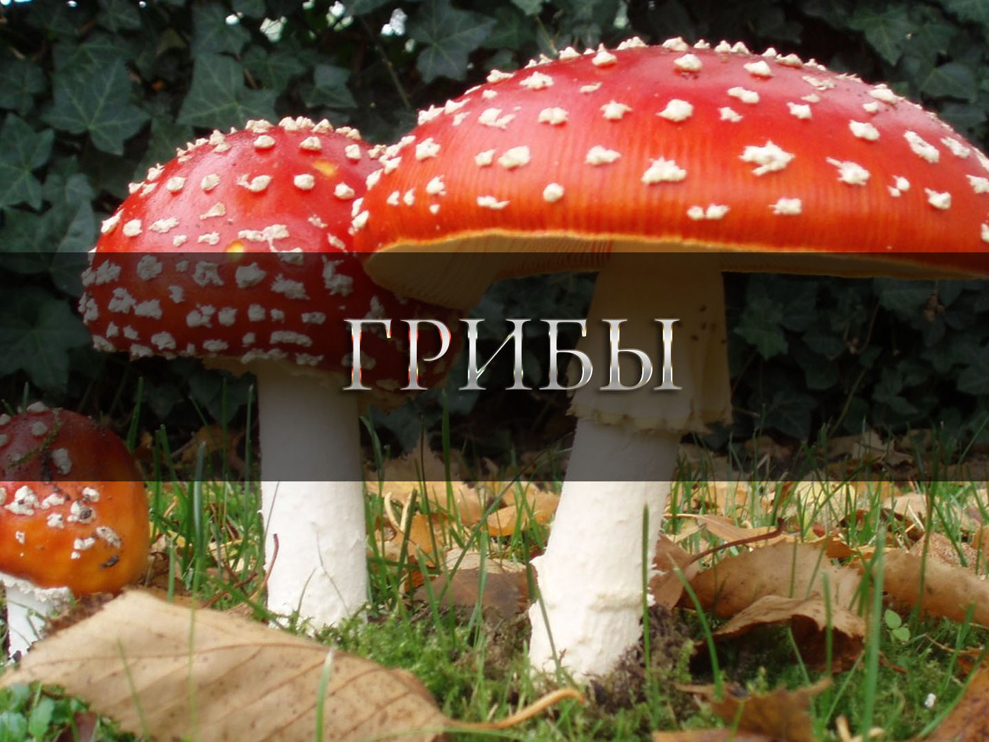 Грибы