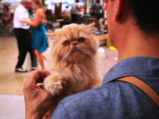 Танго. Жар Буэнос-Айреса