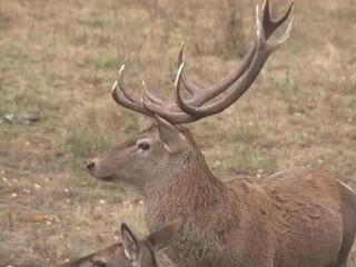 Охотничья фауна