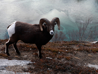 Дикая природа Америки