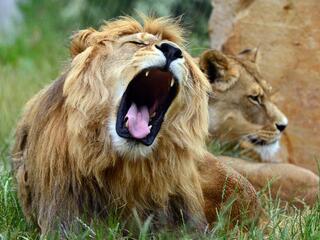 Львиная страна: ночь и день