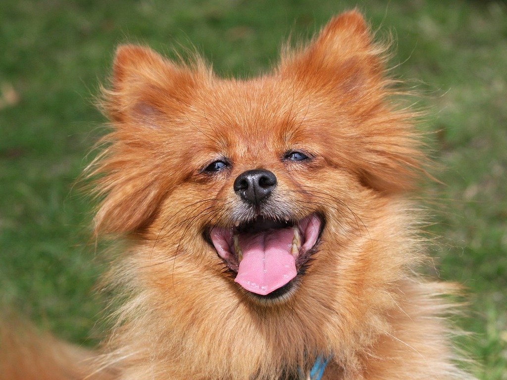 Пушистые блогеры