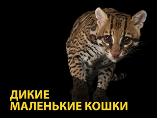 Дикие маленькие кошки