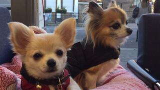 10 щенков и все остальные