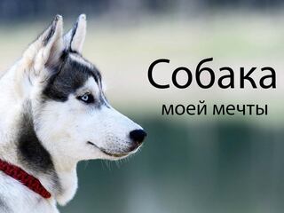 Собака моей мечты