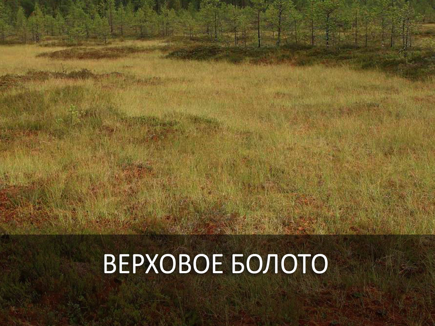 Верховое болото