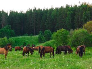 Домашние лошади