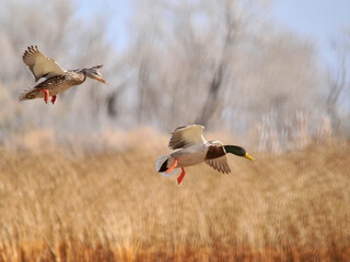 Охота по перу