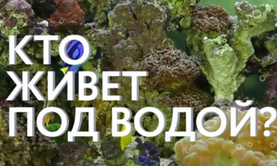 Кто живет под водой